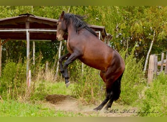 PRE Croisé, Étalon, 2 Ans, 162 cm, Bai