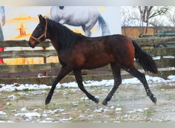 PRE Croisé, Étalon, 2 Ans, 162 cm, Bai