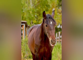 PRE Croisé, Étalon, 2 Ans, 162 cm, Bai