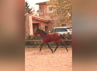 PRE, Étalon, 2 Ans, 162 cm, Bai