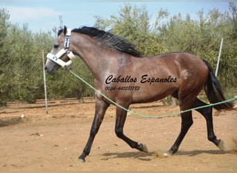 PRE, Étalon, 2 Ans, 162 cm, Gris (bai-dun)