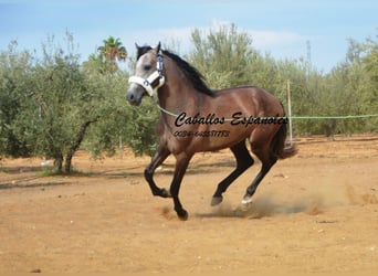 PRE, Étalon, 2 Ans, 162 cm, Gris (bai-dun)