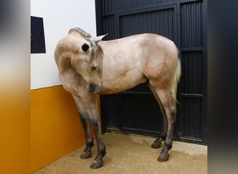 PRE, Étalon, 2 Ans, 162 cm, Gris (bai-dun)