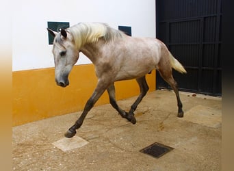 PRE, Étalon, 2 Ans, 162 cm, Gris (bai-dun)