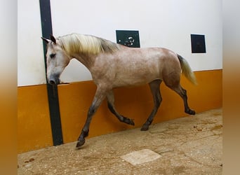 PRE, Étalon, 2 Ans, 162 cm, Gris (bai-dun)