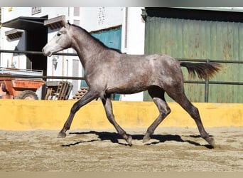 PRE Croisé, Étalon, 2 Ans, 162 cm, Gris