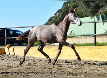 PRE Croisé, Étalon, 2 Ans, 162 cm, Gris