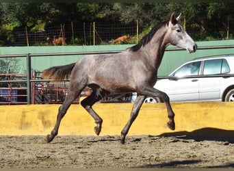 PRE Croisé, Étalon, 2 Ans, 162 cm, Gris