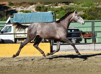 PRE Croisé, Étalon, 2 Ans, 162 cm, Gris