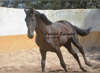PRE Croisé, Étalon, 2 Ans, 162 cm, Noir