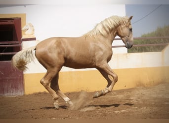 PRE Croisé, Étalon, 2 Ans, 162 cm, Palomino