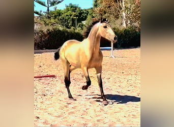 PRE Croisé, Étalon, 2 Ans, 163 cm, Buckskin