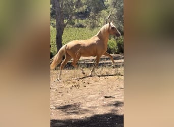 PRE Croisé, Étalon, 2 Ans, 163 cm, Palomino