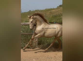 PRE Croisé, Étalon, 2 Ans, 163 cm, Perlino