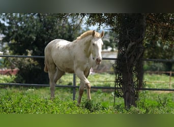 PRE Croisé, Étalon, 2 Ans, 163 cm, Perlino