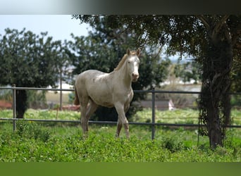 PRE Croisé, Étalon, 2 Ans, 163 cm, Perlino