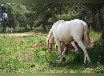 PRE Croisé, Étalon, 2 Ans, 163 cm, Perlino