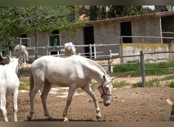 PRE Croisé, Étalon, 2 Ans, 163 cm, Perlino