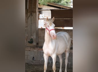 PRE Croisé, Étalon, 2 Ans, 163 cm, Perlino