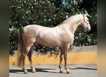 PRE Croisé, Étalon, 2 Ans, 163 cm, Perlino