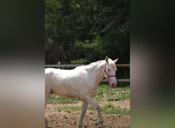 PRE Croisé, Étalon, 2 Ans, 163 cm, Perlino