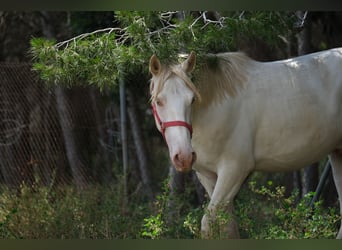 PRE Croisé, Étalon, 2 Ans, 163 cm, Perlino