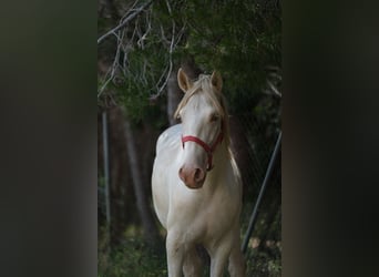 PRE Croisé, Étalon, 2 Ans, 163 cm, Perlino