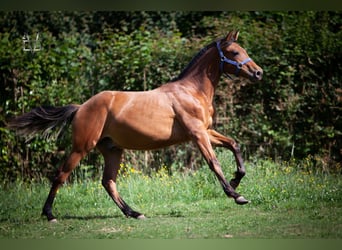 PRE Croisé, Étalon, 2 Ans, 164 cm, Bai
