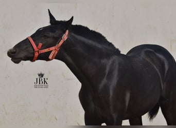 PRE, Étalon, 2 Ans, 164 cm, Gris noir