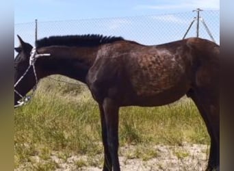 PRE Croisé, Étalon, 2 Ans, 164 cm, Noir