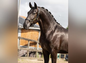 PRE Croisé, Étalon, 2 Ans, 164 cm, Noir