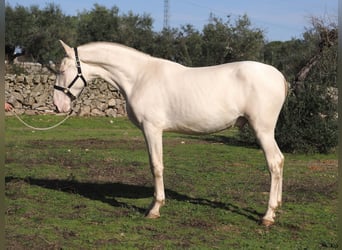 PRE Croisé, Étalon, 2 Ans, 164 cm, Perlino