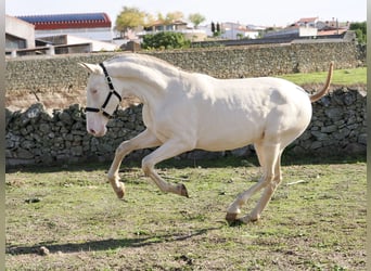PRE Croisé, Étalon, 2 Ans, 164 cm, Perlino