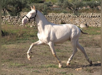 PRE Croisé, Étalon, 2 Ans, 164 cm, Perlino