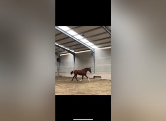 PRE Croisé, Étalon, 2 Ans, 165 cm, Alezan