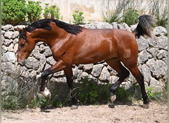 PRE Croisé, Étalon, 2 Ans, 165 cm, Bai