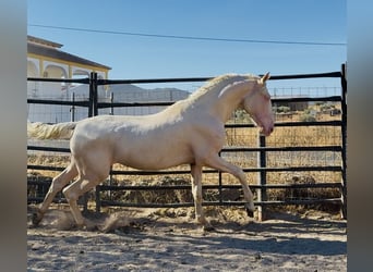 PRE Croisé, Étalon, 2 Ans, 165 cm, Cremello
