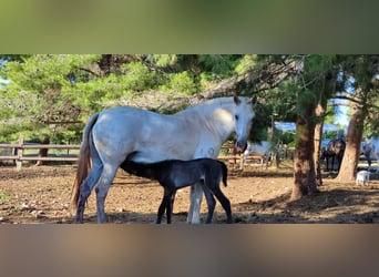 PRE Croisé, Étalon, 2 Ans, 165 cm, Gris
