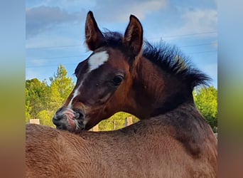 PRE Croisé, Étalon, 2 Ans, 165 cm, Gris