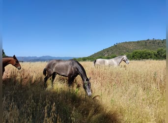 PRE Croisé, Étalon, 2 Ans, 165 cm, Gris