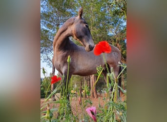 PRE Croisé, Étalon, 2 Ans, 165 cm, Gris
