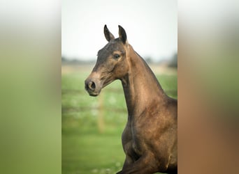 PRE, Étalon, 2 Ans, 165 cm, Gris