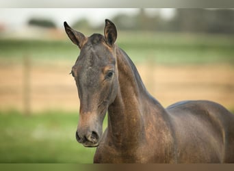 PRE, Étalon, 2 Ans, 165 cm, Gris