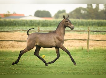 PRE, Étalon, 2 Ans, 165 cm, Gris