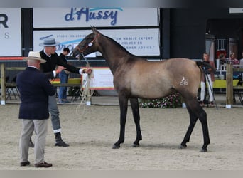 PRE, Étalon, 2 Ans, 165 cm, Gris