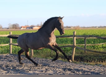 PRE, Étalon, 2 Ans, 165 cm, Gris