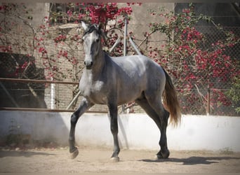 PRE Croisé, Étalon, 2 Ans, 165 cm, Gris