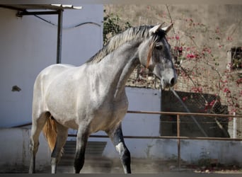 PRE Croisé, Étalon, 2 Ans, 165 cm, Gris