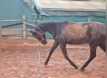 PRE Croisé, Étalon, 2 Ans, 165 cm, Noir