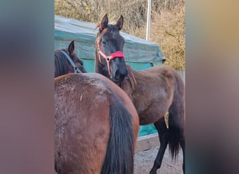 PRE Croisé, Étalon, 2 Ans, 165 cm, Noir